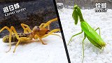 动物世界：螳螂 VS 避日蛛，结果会怎样？