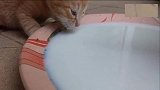 小奶猫和猫爸一起喝奶，橘猫：谁还不是个宝宝