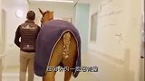 太暖心！一匹马居然跑去医院探望自己主人，过程让人感动