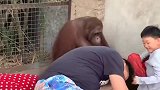 猩猩：这娘们也知道自己臭啊，快做给我看