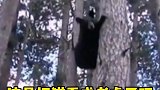 这是把猫看成老虎了