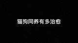 猫狗同养的意义或许在于互相治愈，彼此温暖着~萌宠