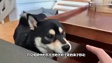 小哥手痒，想摸摸自己狗子的鼻子，狗子会有什么反应呢