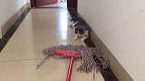 主人在拖地猫咪在跟前捣乱，小心主人一拖把拍下去