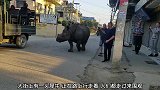 犀牛在大街上走动，有人拿着手机在进行拍摄
