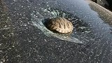 乌龟本想逃跑却闯了祸，主人：这锅我不背！