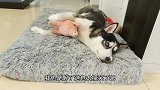 二哈睡觉总是抱个猪娃娃，当主人去抢时，二哈惊得一脸懵逼太逗了