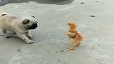 奶奶带大的狗子，看见小鸡的那一刻，竟是这种神反应！