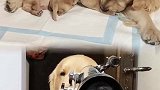 金毛百威跟主人打赌看狗宝，看结果发生了什么，都忍住别笑