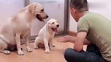 这只狗宝宝实在是太笨了，狗妈妈都快急死了，结局太逗了