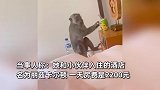 女生入住巴厘岛豪华酒店被猴子殴打：猴进房间直冲香蕉而去，坐桌子淡定吃泡面