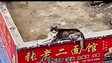 宠物才艺大比拼，小猫小狗各显神通