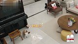 铲屎官宋祖儿上线，狗狗在餐厅疯狂“作案”！