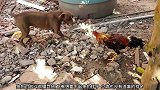 公鸡挑战家里的狗狗，公鸡用飞踢，狗狗则是用嘴巴咬