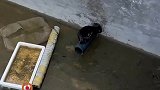 猫咪掉进水池，路过男子找棍子救它上岸