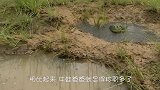可怜天下父母心上万只小蝌蚪快晒死，牛蛙爸爸机智挖水沟救孩子