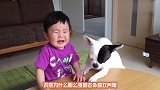 狗子发狠斗不过熊孩子,被小主人一巴掌打老实了,一张狗脸太搞笑