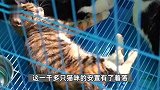 猫肉按每斤4块5充当猪羊肉，太仓警方果断截获千余只猫