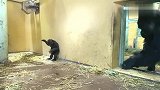 如此庞大身躯的猩猩，竟然有着一颗萌翻了的心，小猩猩都被带坏了
