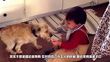 让哈士奇看护宝宝，发现宝宝在哭泣，二哈的反应实在太搞笑