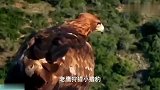 老鹰捕获小猎豹 豹妈妈赶回为时已晚，愤怒爬上树捕杀鹰宝宝