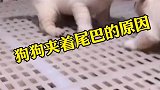 狗狗夹着尾巴是怎么了