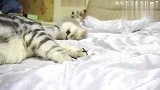 小奶猫到家后铲屎担心家里的大猫会欺负它，却看到有爱的一幕！
