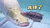 感情深一口闷，太快了