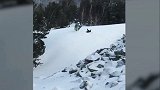 真正愤怒的小鸟！松鸡攻击滑雪板只因溅起的积雪喷射了它一身