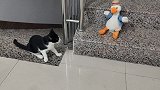 猫咪碰上傻雕鸭，只有小黑跟鸭子对峙到最后。