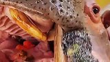 给河马刷牙，原来是用钢刷