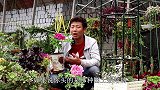 两盆牡丹开花了，后期好好养，明年应该轻松开爆盆！