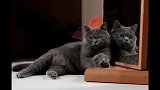 镜子里走出的真身镜子里竟然有另一只猫