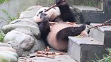 熊猫宝宝选了个舒服的位置，躺在那吃笋，不怕消化不良吗
