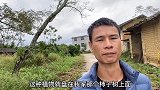 柿子树上缠绕一种植物，小伙想铲除掉，因它上面结有果实犹豫不决