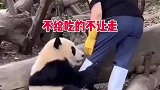 国宝原来也有耍赖的时候啊