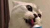 自从看到我家猫咪吃饭后，我就有点怀疑它是不是二哈变的