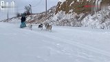 二哈拉雪橇瞬间变正经！感受不一样的画风