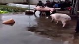猪也重情义，为救同伴竟冲向屠夫