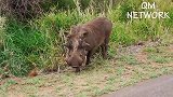 动物世界：凶暴野猪攻击狮子