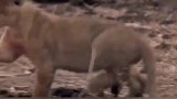 母狮为了小狮子安全，放弃了食物！