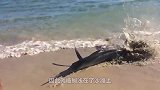 一根“烂木头”被沖上沙滩，游客全被吓走了，却让老渔民发了大财