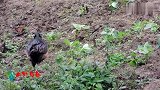 野鸡出来找吃的，漂亮的羽毛都被露水弄湿了，狼狈不堪的样子