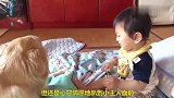 狗狗逗小主人开心，真是乐坏了小主人高兴了家长，太有爱了