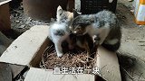 两只流浪猫遭遇遗弃，小伙不忍心爱心收养，小流浪鸭的大救星
