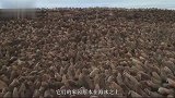 怎一个惨字了得！250头海象爬上80米悬崖，集体跳崖自杀