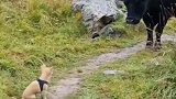 初生牛犊不怕虎这得看对手是谁了，狗子能怕老牛吗