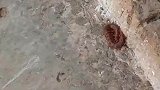 小鸡争抢吃蜈蚣，没过一会倒在地上抽搐
