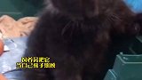 当小黑猫得知养育自己多年的饲养员要离开