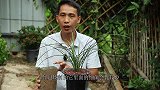 兰花盆里放“它”，从不担心积水烂根，却很少人用